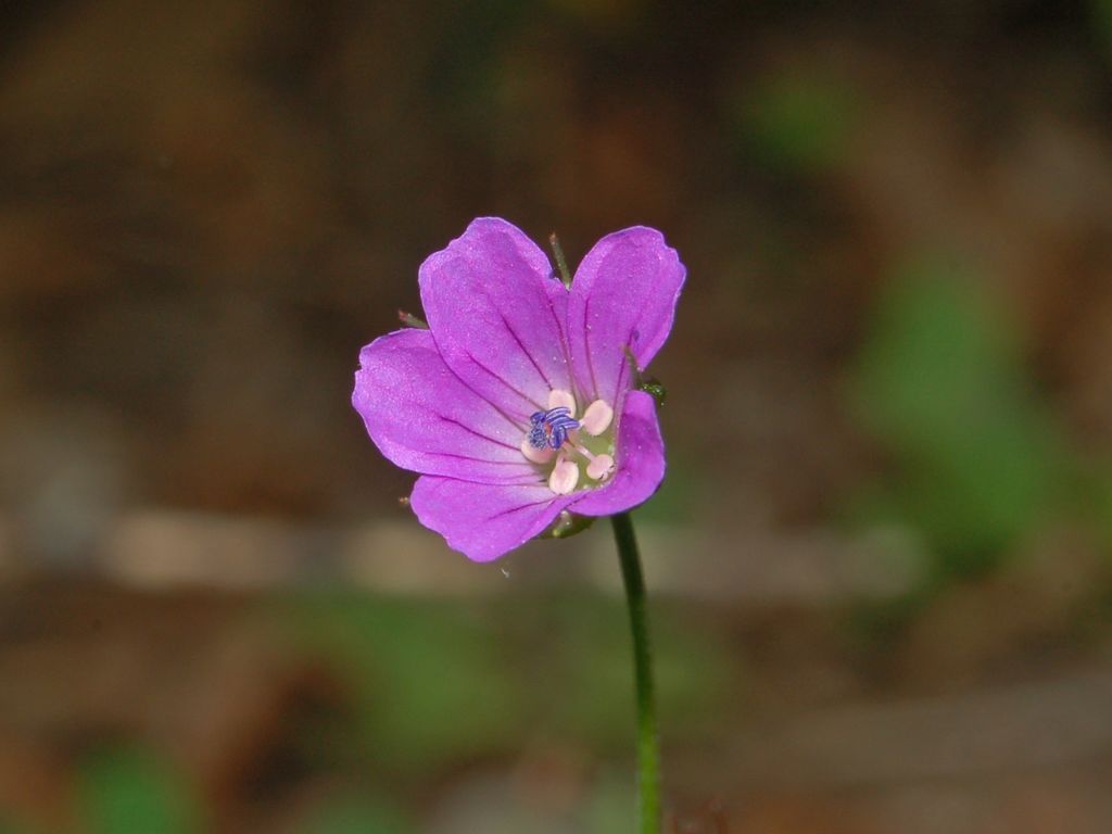 Geranium columbinum / Geranio colombino